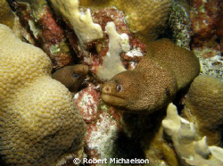 Morays sharing a coral head by Robert Michaelson 